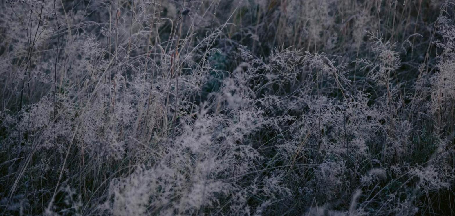 Tall wild grass and weeds coated in white frost at dawn, in muted gray and blue tones